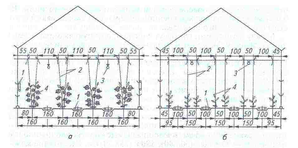 how to grow cucumbers in a greenhouse in the winter at home