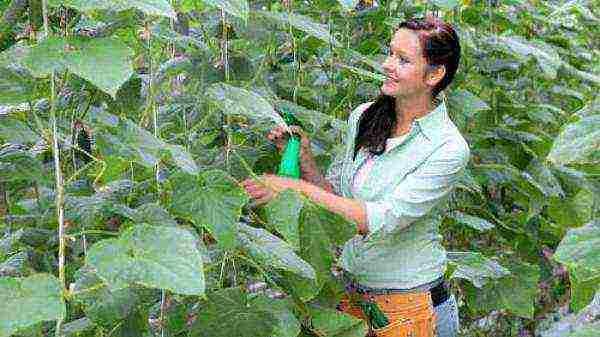 how to grow cucumbers in a greenhouse in the winter at home