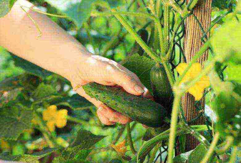 how to grow cucumbers in a greenhouse in the winter at home