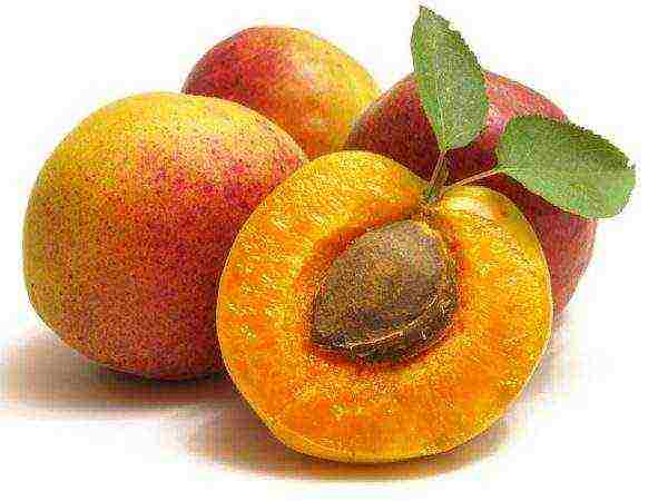 how to grow an apricot from a stone at home