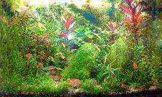 how to grow aquarium algae at home