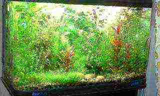 kung paano palaguin ang aquarium algae sa bahay