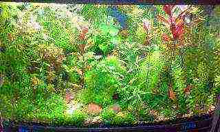 kung paano palaguin ang aquarium algae sa bahay