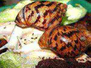 how to grow aquarium snails at home