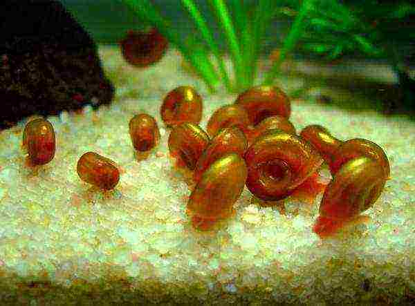 how to grow aquarium snails at home