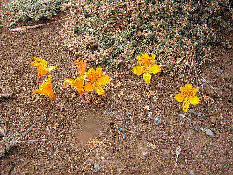 kung paano mapalago ang alstroemeria mula sa mga binhi sa bahay