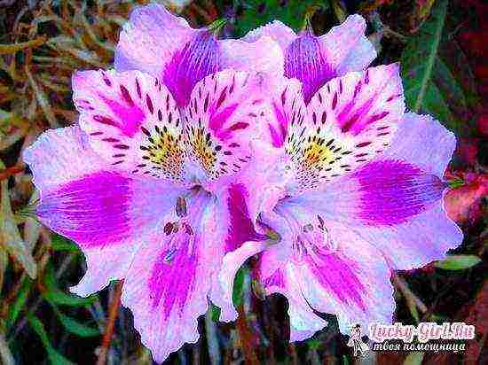 how to grow alstroemeria from seeds at home