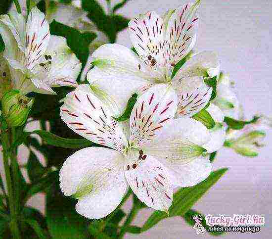 how to grow alstroemeria from seeds at home