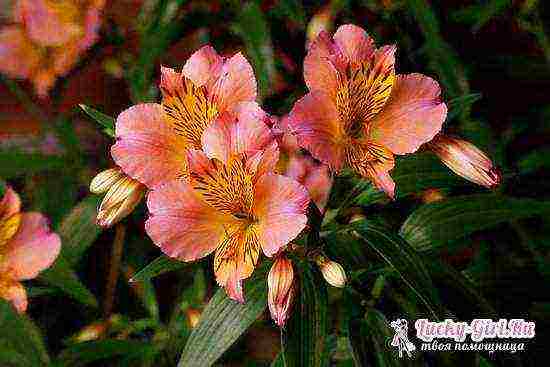 how to grow alstroemeria from seeds at home