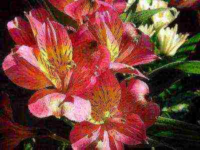 how to grow alstroemeria from seeds at home