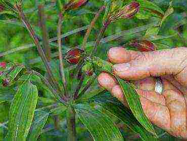 kung paano mapalago ang alstroemeria mula sa mga binhi sa bahay