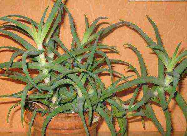 how to grow aloe tree at home