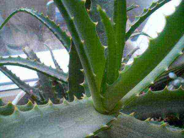 how to grow aloe tree at home