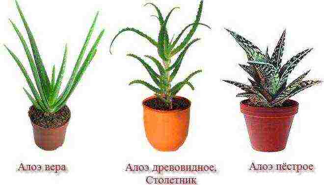 how to grow aloe tree at home