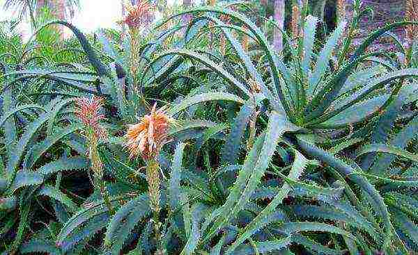 how to grow aloe tree at home