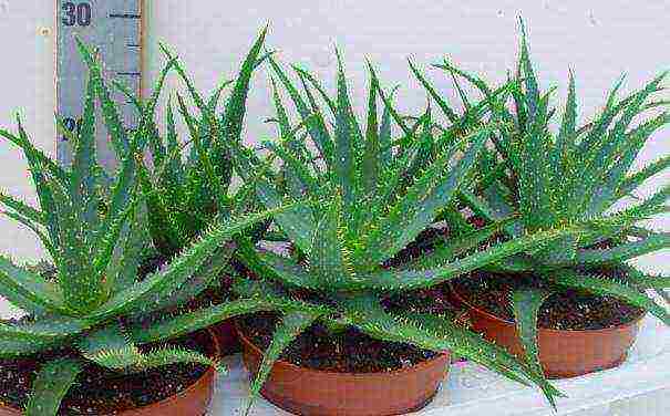 how to grow aloe tree at home