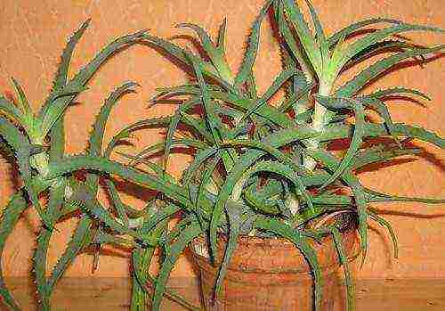 how to grow aloe tree at home