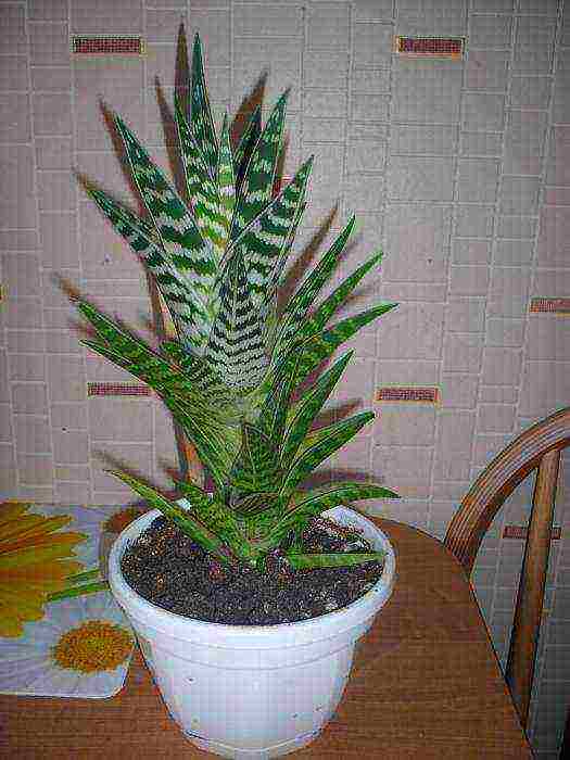 how to grow aloe tree at home