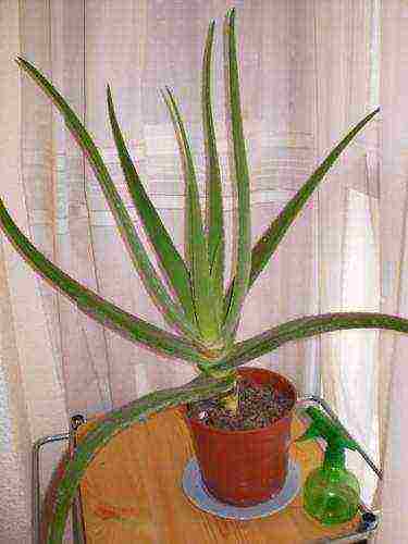 how to grow aloe tree at home