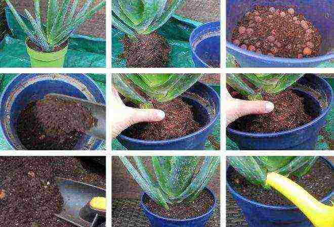 how to grow aloe tree at home