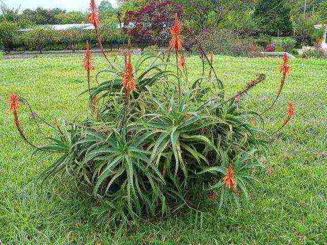 how to grow aloe tree at home