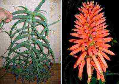 how to grow aloe tree at home