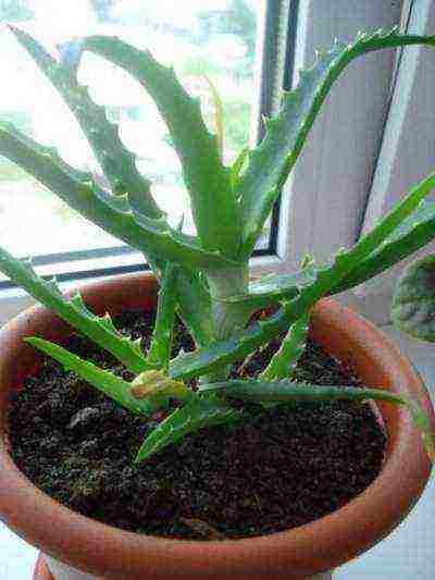 how to grow aloe tree at home