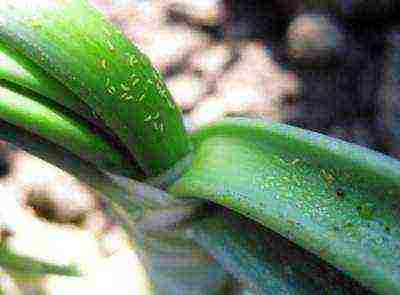 how to grow aloe tree at home