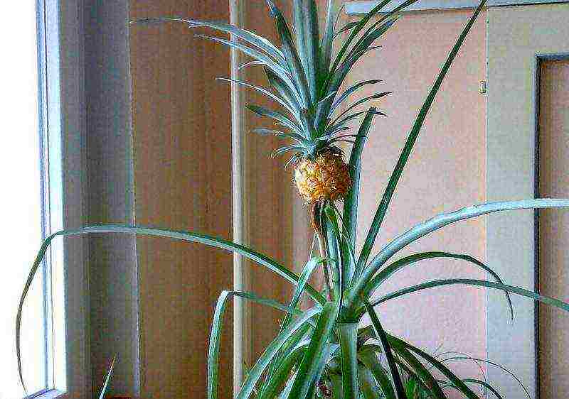 how to grow pineapple from seeds at home