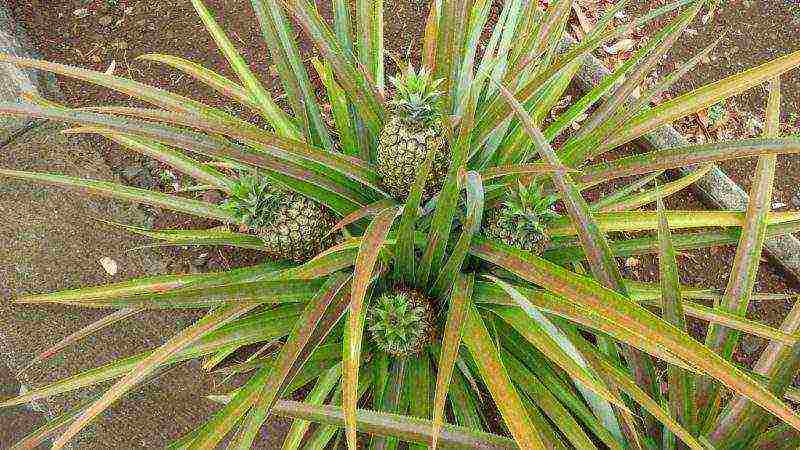 kung paano palaguin ang pinya mula sa mga binhi sa bahay