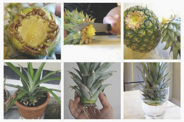 how to grow pineapple from seeds at home