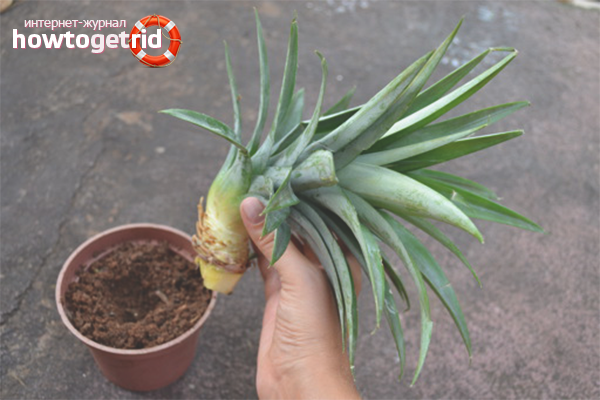 how to grow pineapple from seeds at home