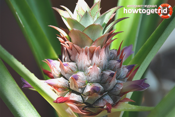 how to grow pineapple from seeds at home