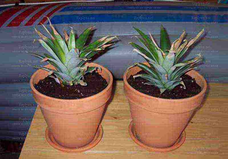 how to grow pineapple from seeds at home