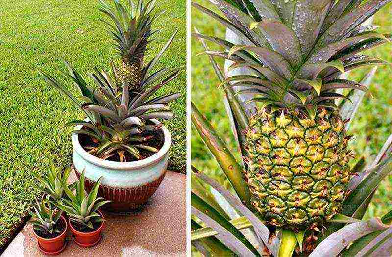 kung paano palaguin ang pinya mula sa mga binhi sa bahay