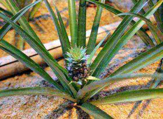 how to grow pineapple from seeds at home