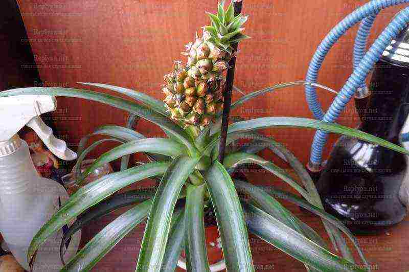 how to grow pineapple from seeds at home