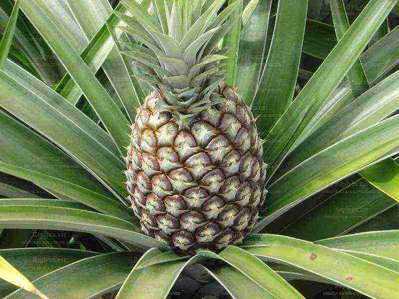 how to grow pineapple from seeds at home