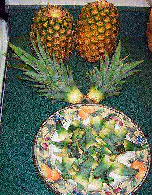 how to grow pineapple from seeds at home