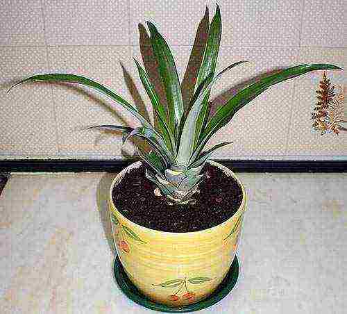 how to grow pineapple in a pot at home