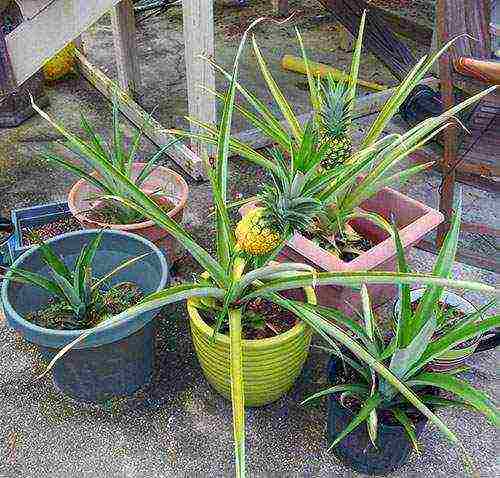 kung paano palaguin ang pinya sa isang palayok sa bahay