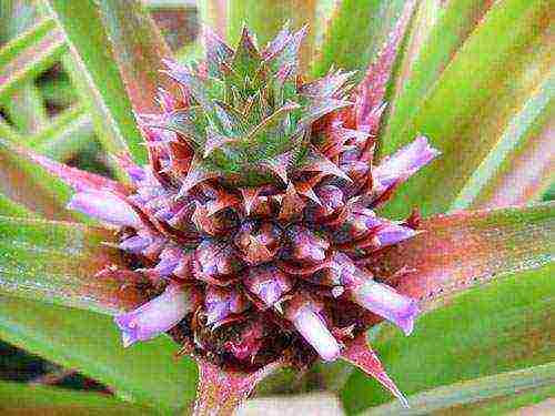 how to grow pineapple in a pot at home