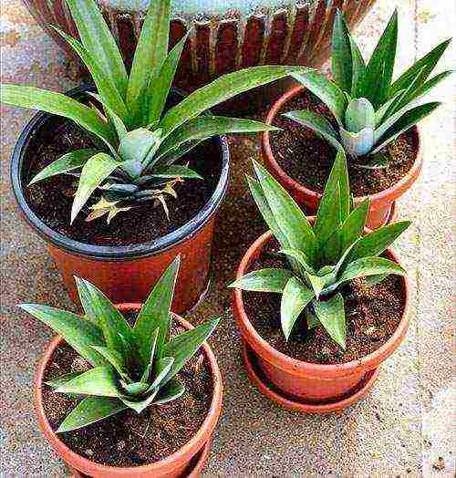 how to grow pineapple in a pot at home