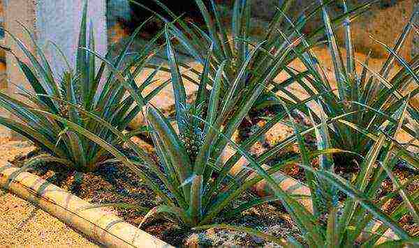 how to grow pineapple in a pot at home