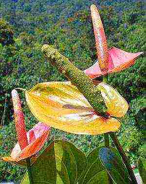 kung paano mapalago ang anthurium mula sa mga binhi sa bahay