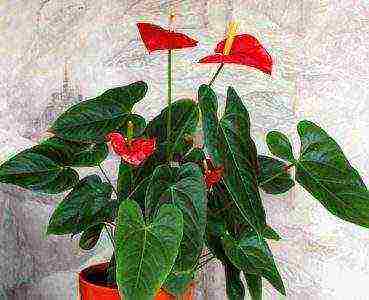 kung paano mapalago ang anthurium mula sa mga binhi sa bahay