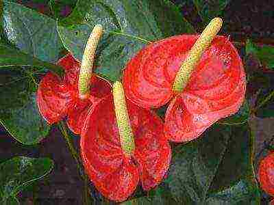 how to grow anthurium from seeds at home