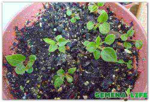 kung paano mapalago ang mga buto ng anthurium sa bahay