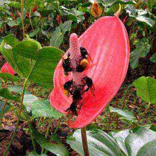 how to grow anthurium seeds at home