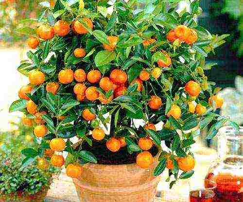 how to grow an orange at home from a stone